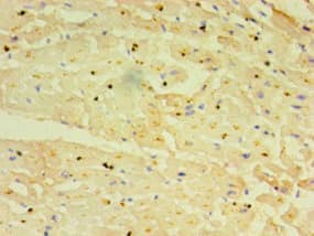 TRIM11 Antibody (aa267-468)