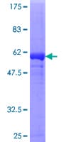 Human DDAH1 Protein (Recombinant GST)