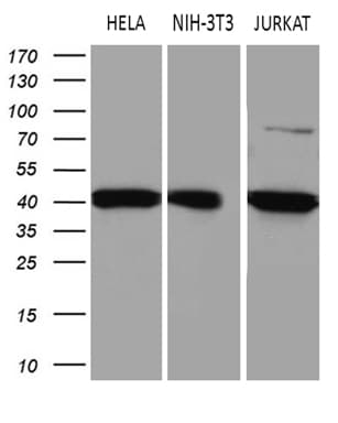 ELP4 Antibody (aa133-407, clone OTI4H10)