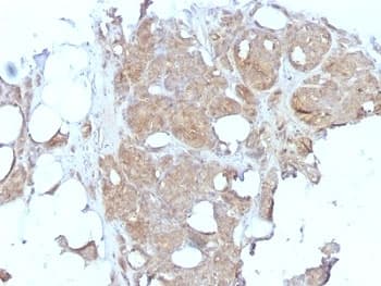 MVP / VAULT1 Antibody (clone 1032, Ready-to-Use)