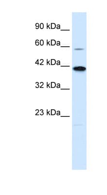 KCNK13 / THIK-1 Antibody (C-Terminus)