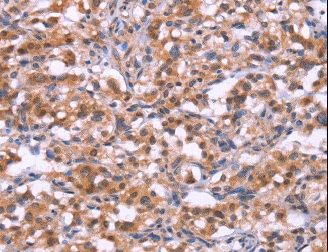 C3orf10 Antibody