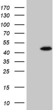 SPATA22 Antibody (clone OTI1E2)