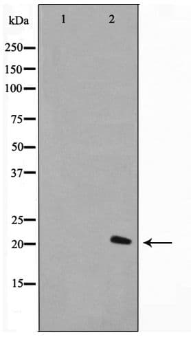 Polyclonal Rabbit anti-Human H1F0 Antibody (WB)