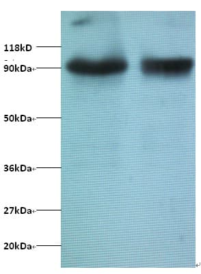 TRIM28 / KAP1 Antibody (HRP)