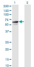 TRIM26 Antibody (clone 1G3)