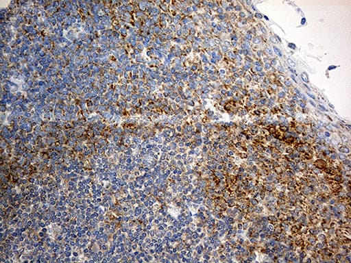 RPL7A / Ribosomal Protein L7a Antibody (aa2-266, clone OTI4D5, Carrier-free)