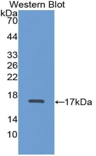 ADAMTS2 Antibody (aa474-610, PE)