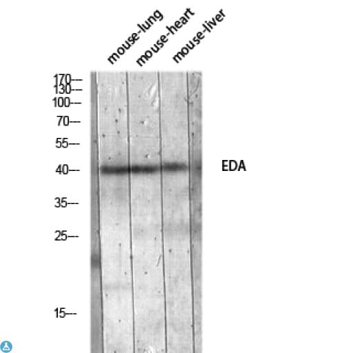 EDA / Ectodysplasin A Antibody