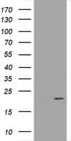 CR6 / GADD45G Antibody (clone OTI1F2)