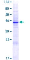 Human CD300E Protein (Recombinant GST)