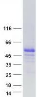 Human ESRRB / ERR Beta Protein (Recombinant Myc-DDK (Flag))