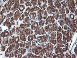 PSMA6 Antibody (clone OTI7C2)