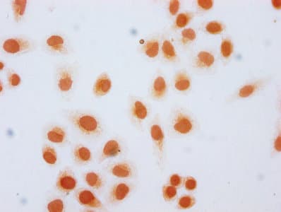 HIST1H2AI Antibody