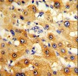 Polyclonal Rabbit anti-Human RPS15 / Ribosomal Protein S15 Antibody (aa1-30, IHC, WB)