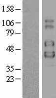 IL2RG / CD132 Protein (Over-Expression Lysate Myc-DDK (Flag))
