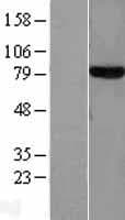 TF / Transferrin Protein (Over-Expression Lysate Myc-DDK (Flag))