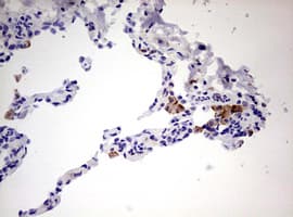 CD68 Antibody (aa22-319, clone OTI3B6)
