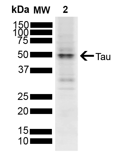 MAPT / Tau Antibody (PerCP)