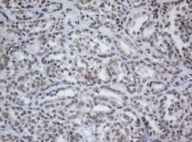 CBX8 Antibody (clone OTI3D1)