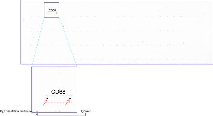 CD68 Antibody (aa22-319, clone UMAB150)