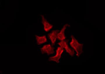 Polyclonal Rabbit anti-Human GAS1 Antibody (IF, WB)