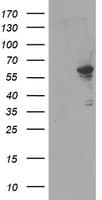 IHC-plus™ FTCD / 58K Golgi Protein Antibody (clone 7C5)