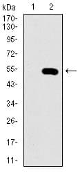 NELFA / WHSC2 Antibody (aa280-511, clone 6B11H8)