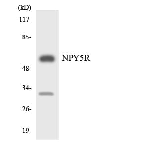 NPY5R Antibody (aa215-264)