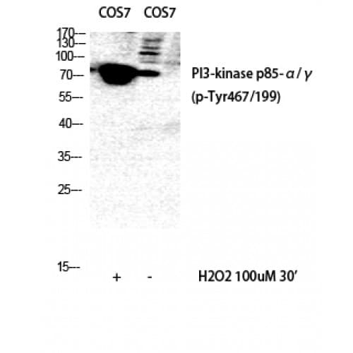 PIK3R1/PIK3R3 Antibody (410-490 aa)