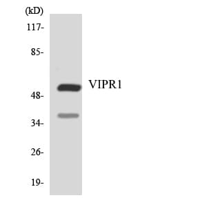 VIPR1 Antibody (aa322-371)