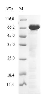 Human ENOX2 Protein (Recombinant 10His, N-terminus + Myc, C-terminus)