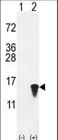 IHC-plus™ ISG15 Antibody (aa31-61)