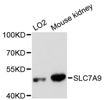 SLC7A9 / BAT1 Antibody