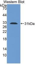 TLR1 Antibody (APC)