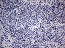 NDUFS2 Antibody (aa205-463, clone OTI1D5, Carrier-free)