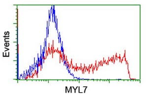MYL7 Antibody (clone OTI4C4)