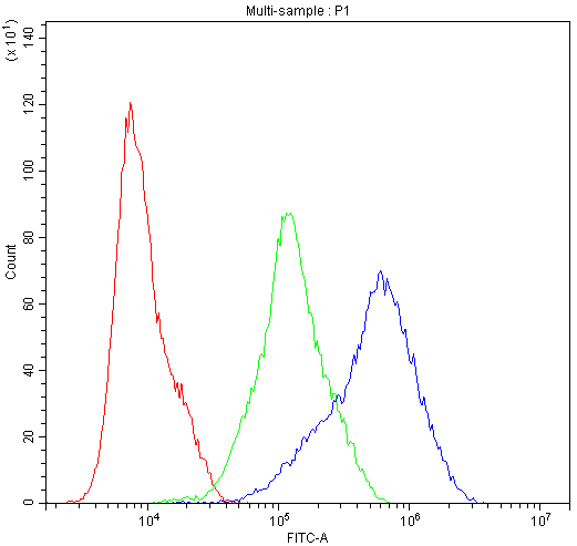 DNM1 / Dynamin Antibody
