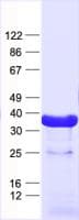 Human COQ5 Protein (Recombinant His, N-Terminal)