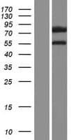 DCAF8L1 Protein (Over-Expression Lysate Myc-DDK (Flag))