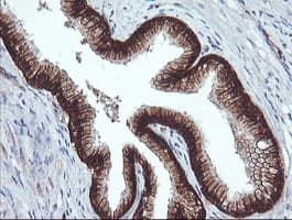 BCL2L1 / BCL-XL Antibody (clone OTI2D1)