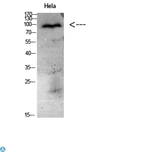 NCAM / CD56 Antibody