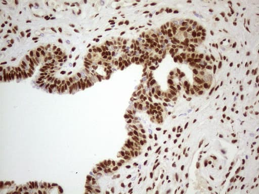 Monoclonal Mouse anti-Human C14orf166 Antibody (clone UMAB181, IHC, IF, WB)
