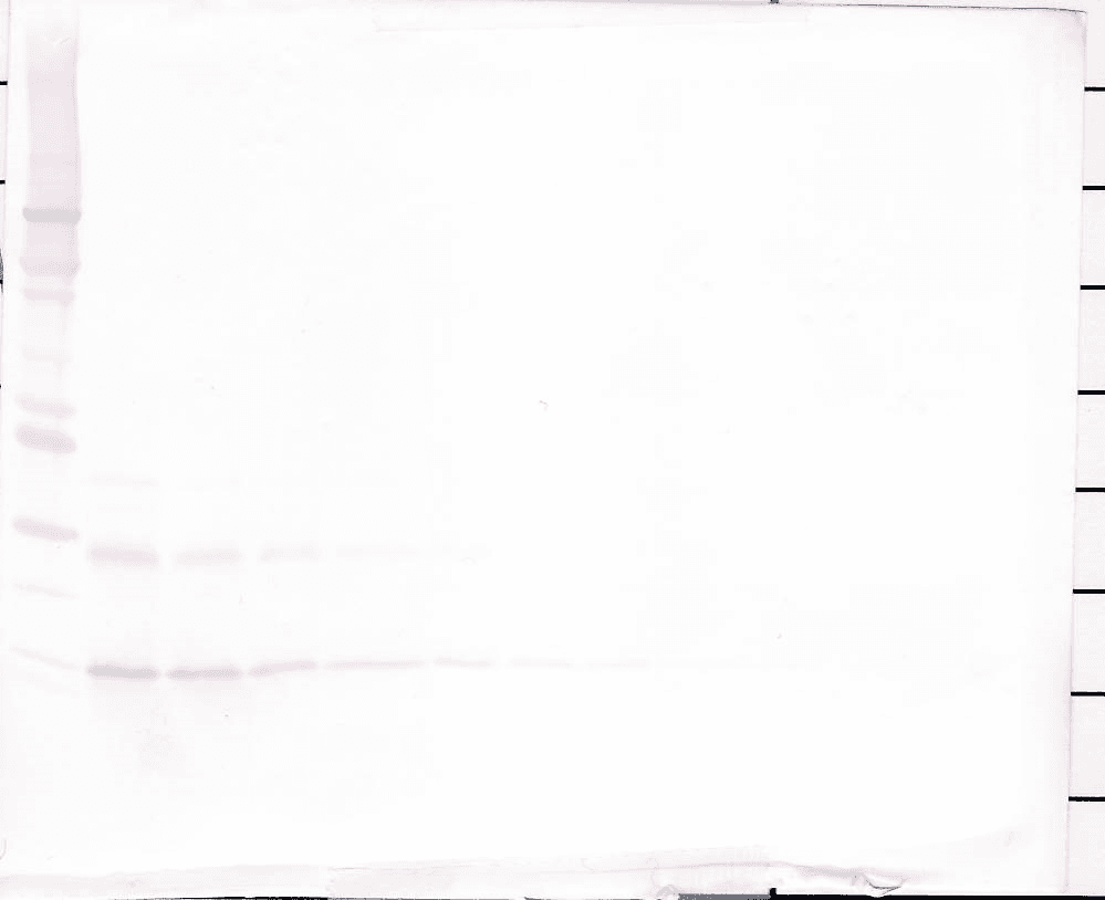 IL9 Antibody (Biotin)