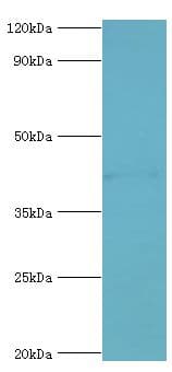 GJA1 / CX43 / Connexin 43 Antibody (aa233-382)