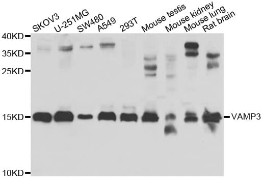 VAMP3 / VAMP-3 Antibody
