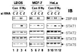 ZNF148 / ZBP-89 Antibody