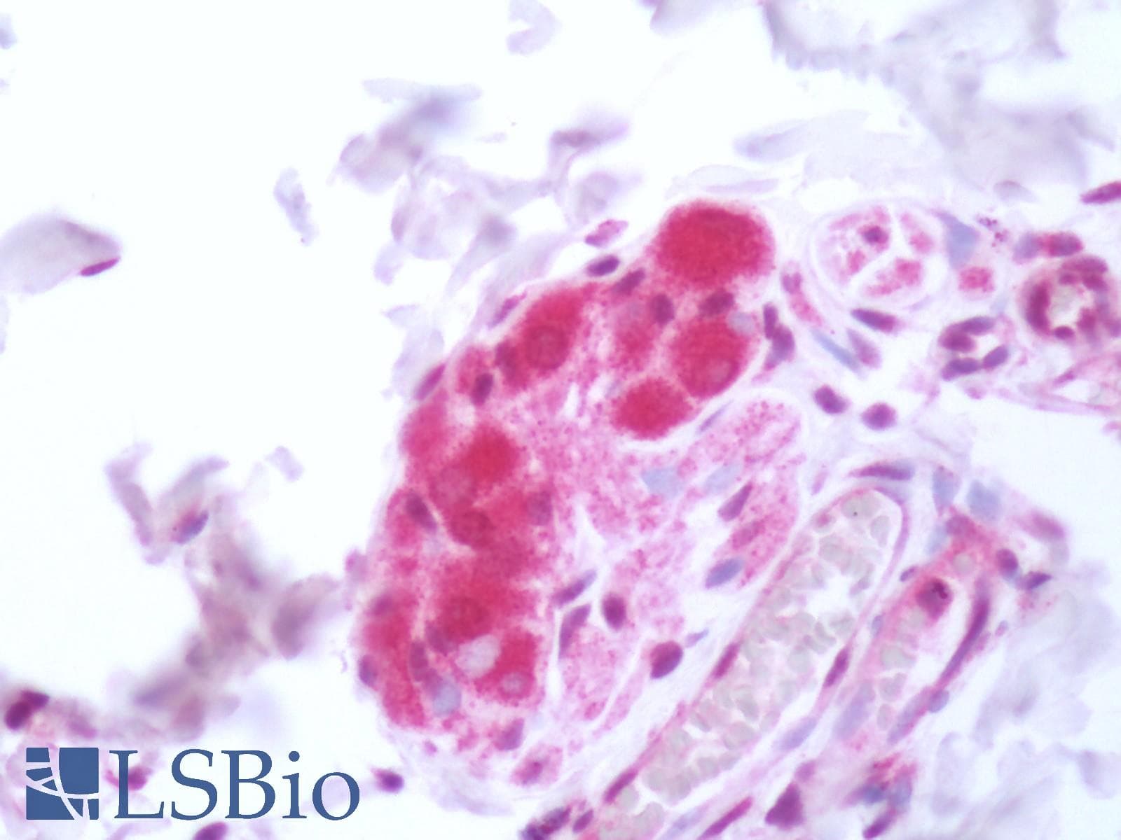 PathPlus™ HTR6 / 5-HT6 Receptor Antibody (C-Terminus)
