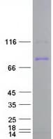 Human CUL5 / Cullin-5 Protein (Recombinant Myc-DDK (Flag))