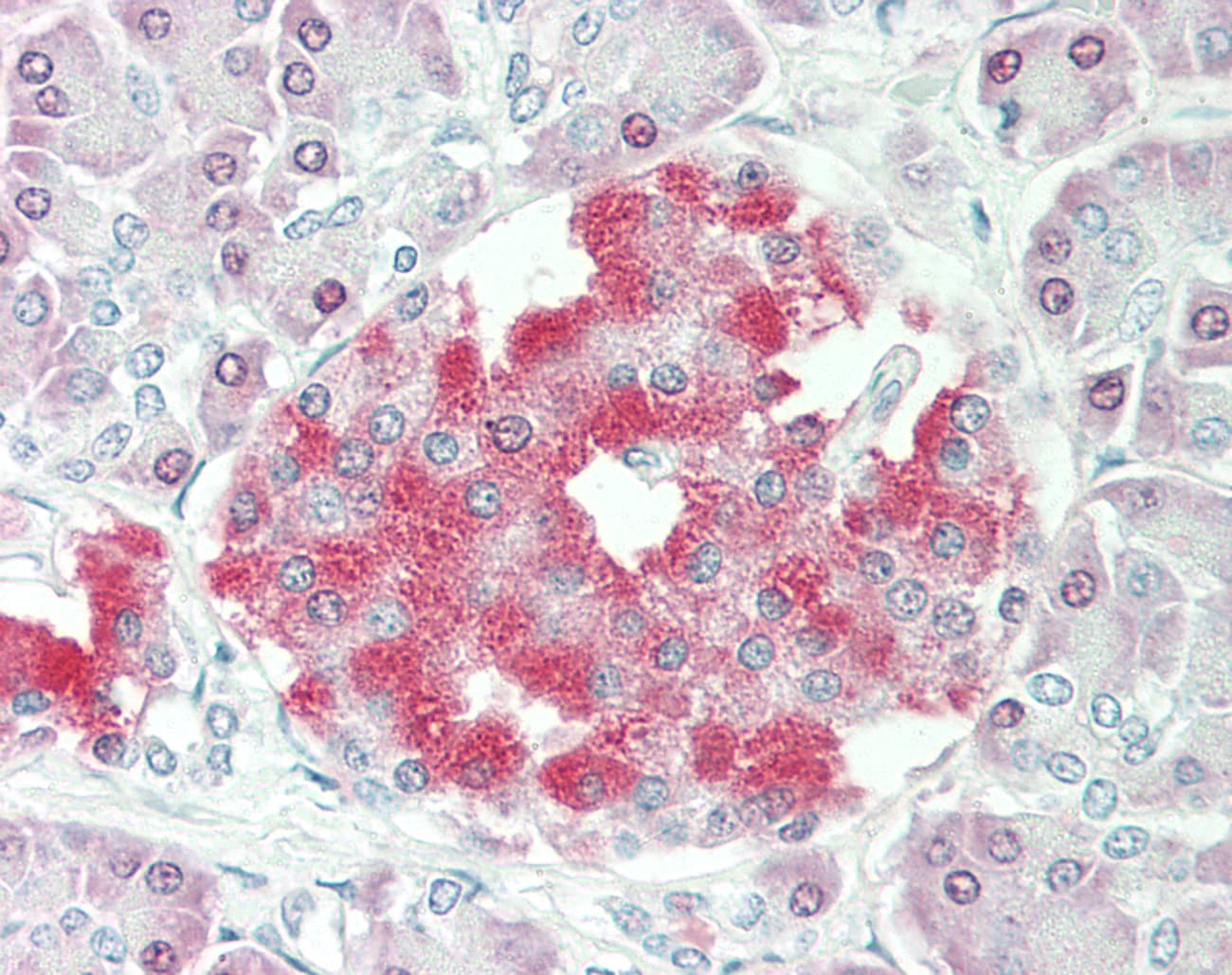 DARS Antibody (aa396-445)